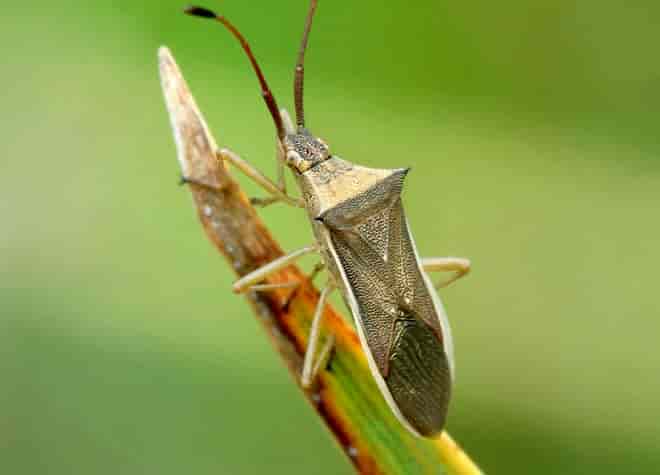 昆虫図鑑・ホソハリカメムシ